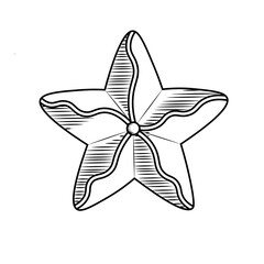 Doodle style ofsea star in vector format. Isolated illustration for banners, posters, logo.