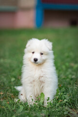 Beautiful purebred Samoyed puppy for a walk in the city yard. There is artistic noise.