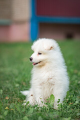 Beautiful purebred Samoyed puppy for a walk in the city yard. There is artistic noise.