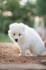 Fototapeta premium Beautiful purebred Samoyed puppy for a walk in the city yard. There is artistic noise.