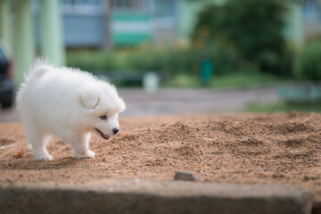 Beautiful purebred Samoyed puppy for a walk in the city yard. There is artistic noise.