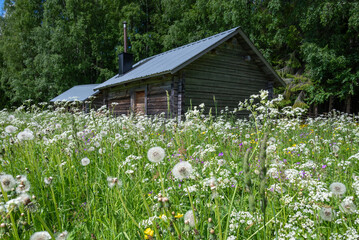 Meadow with summer flowers.