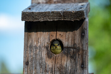 Baby bird of a Eurasian blue tit tittar ut från en holktittar ut från en holk.22 / 5 000.Översättningsresultat.looking out from a nest.
