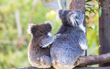 two cute koalas sitting on a tree. Back view