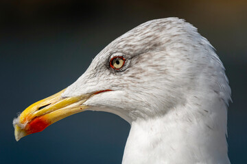 Closeup of a seagull as a portrait with a blurred background