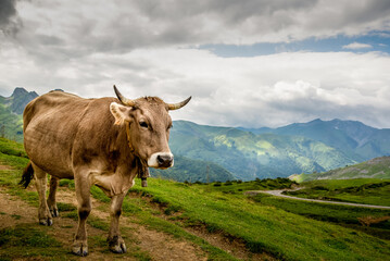 Fototapeta na wymiar Vache en montagne