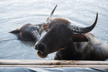 Black water buffalo in swamp beg for food to feed by visitors