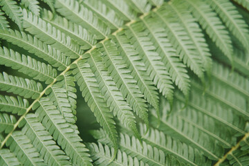 Fern leaves close up. Natural floral fern background