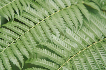 Fern leaves close up. Natural floral fern background