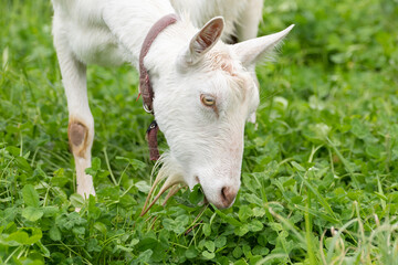 Obraz premium 葉を食べるヤギ