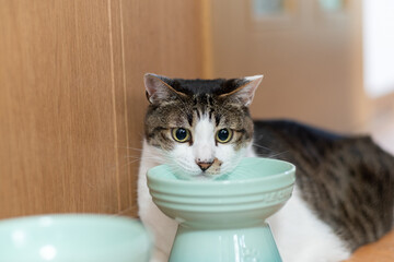 可愛い猫　キジトラ白