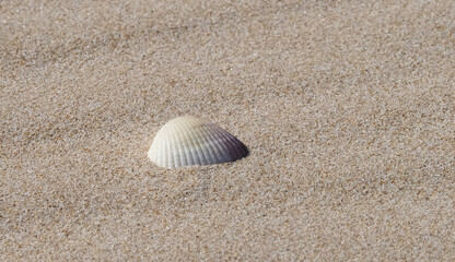 Fototapeta na wymiar Seashell on a sandy natural beach for background