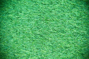 Background of colorful green grassy field texture in garden top view