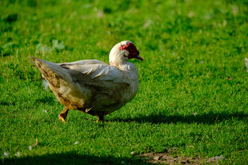 White free range musk duck on green grass