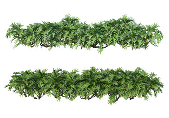 Shrub on a white background