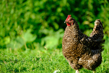 free range chicken in green meadow