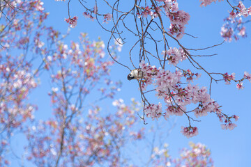 大阪府狭山池公園で満開に咲く桜と桜の木に留まるスズメ