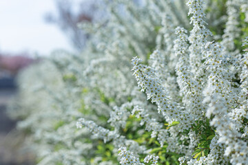 大阪府狭山池公園で満開に咲くユキヤナギ