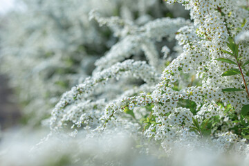 大阪府狭山池公園で満開に咲くユキヤナギ