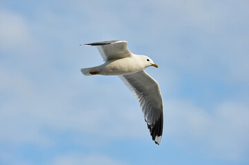 a seagull soaring in a blue sky with clouds