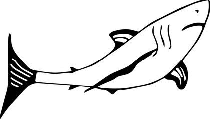 Realistic shark illustration. Hand-drawn doodles illustration.
Line art.