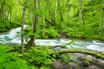 Obraz premium 新緑の奥入瀬渓流 青森県