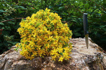 Fototapeta na wymiar St. John's wort bouquet on an old stump. Yellow medicinal flowers freshly picked from the wild. A knife with a black handle is stuck in a stump near the bouquet.