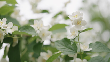 shot of jasmine flowers closeup