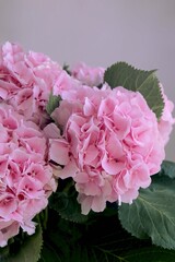 bouquet of pink hydrangeas on the table