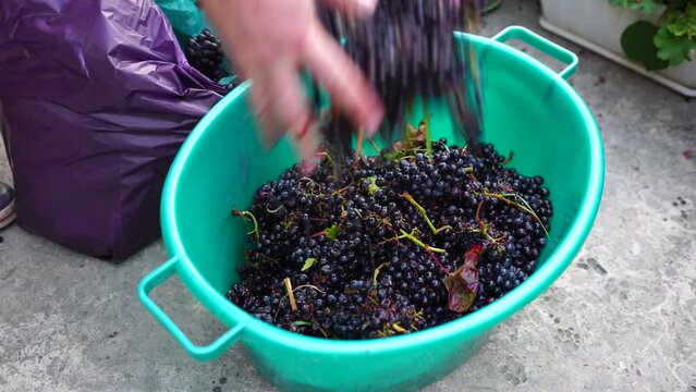 Grape-treading or grape-stomping in traditional winemaking. Senior farmer separates grapes from a bunch in traditional way. Grapes are trampled by barefoot man to release juices and begin fermentation