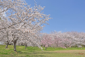ソメイヨシノの桜並木