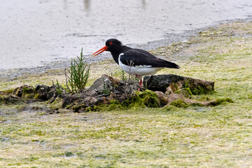 Oyster catcher (Haematopus ostralegus) among heavy weed bloom on a saline lagoon 