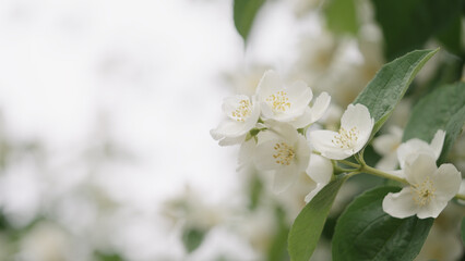 shot of jasmine flowers closeup