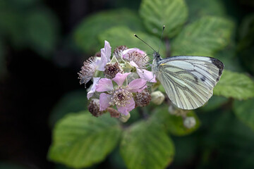 Closeup of Green-veined White butterfly (Pieris napi) on a bramble flower in a meadow