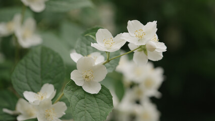 shot of jasmine flowers closeup