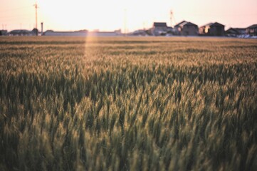 夕方の麦畑