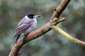 Obraz premium Grey butcherbird (Cracticus torquatus) perched on a branch, Sydney, Australia