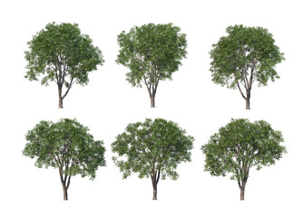 Tree on a white background