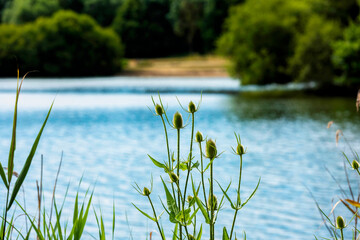 A Thistle plant around one of the many lakes in Haysden Park in Tonbridge, Kent, England