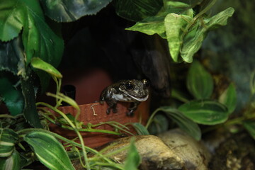 Toad-like harlequin tree frog in a terrarium. A beautiful green frog is an exotic animal from the forest. High quality photo