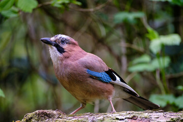 Gaai - Jay