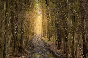 Muddy road in the dark forest and light in the distance