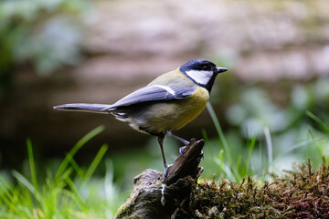 Koolmees - Great tit