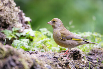 Groenling - Greenfinch