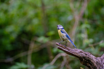 Pimpelmees - Blue tit