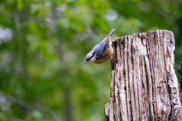 Boomklever - Nuthatch
