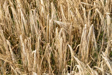 Foto auf Leinwand Graanveld - Grain field © Holland-PhotostockNL