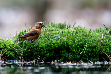 Red crossbill or common crossbill (Loxia curvirostra), a small passerine bird in the finch family, coming for a drink in a pond in the forest in the Netherlands