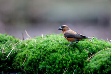 Red crossbill or common crossbill (Loxia curvirostra), a small passerine bird in the finch family, coming for a drink in a pond in the forest in the Netherlands