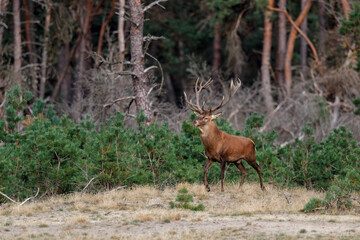 Red deer (Cervus elaphus) stag showing dominant behaviour in the rutting season on a heath field in the forest of National Park Hoge Veluwe in the Netherlands